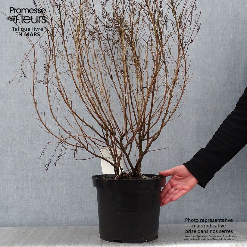 Example of Clethra alnifolia Hummingbird Pot van 7,5 l/10 l as you get in hiver