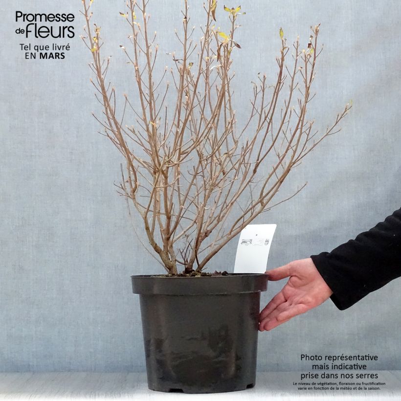 Exemplaar van Clethra alnifolia Hummingbird - Schijnels Pot van 7,5 l/10 l zoals geleverd in de lente