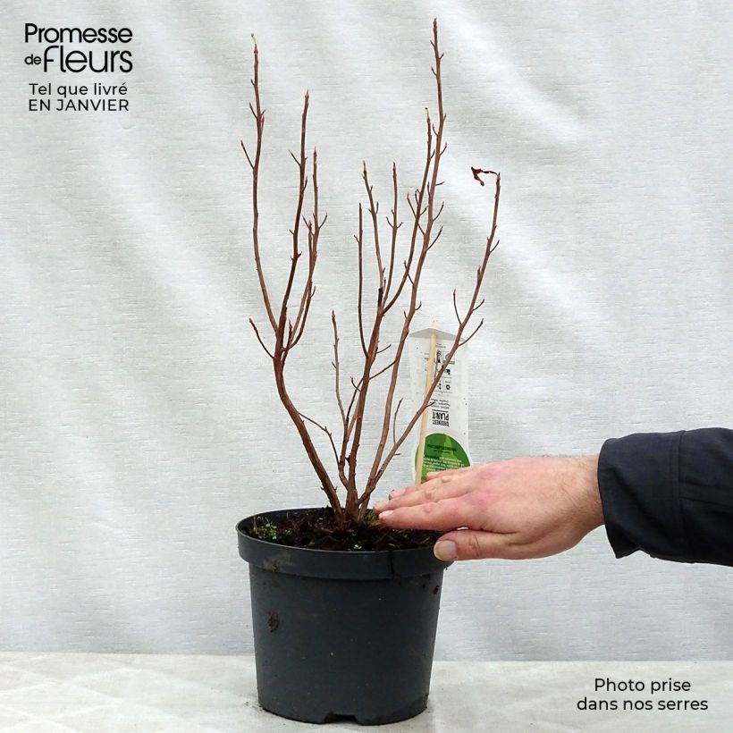 Example of Clethra alnifolia Ruby Spice - Schijnels Pot van 3 l/4 l as you get in hiver