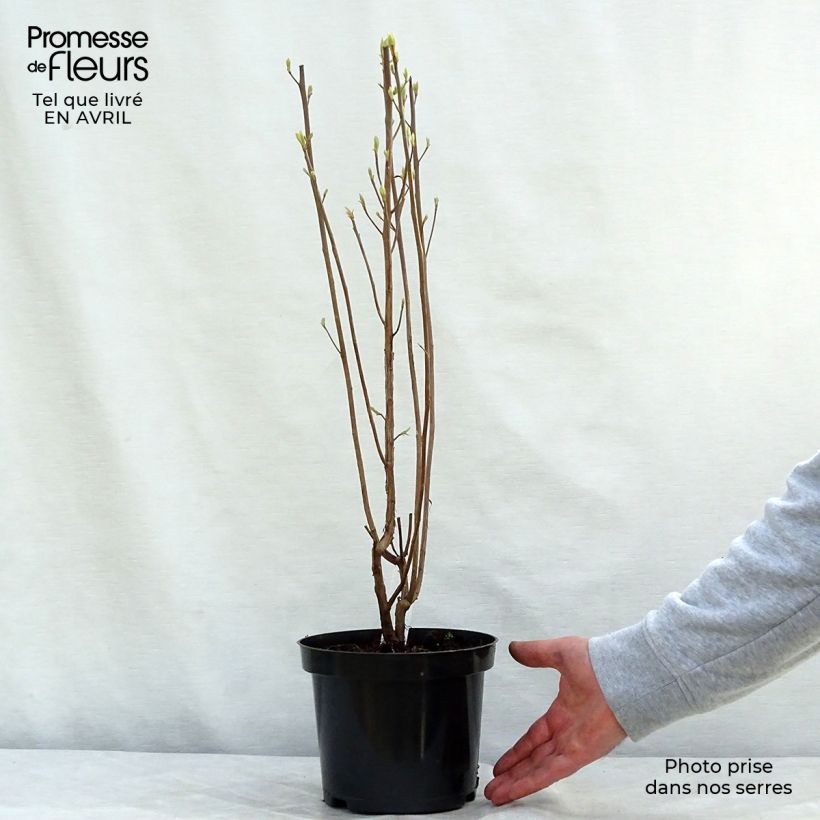 Exemplaar van Clethra alnifolia Ruby Spice - Schijnels Pot van 3 l/4 l zoals geleverd in de lente