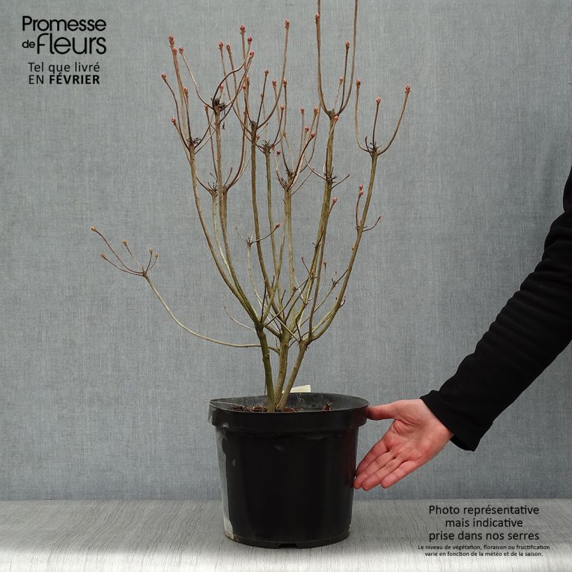 Example of Clethra alnifolia Sixteen Candles Pot van 7,5 l/10 l as you get in hiver