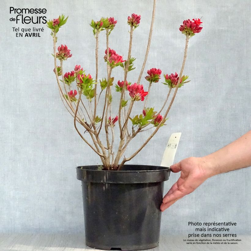 Exemplaar van Clethra alnifolia Sixteen Candles - Schijnels Pot van 7,5 l/10 l zoals geleverd in de lente