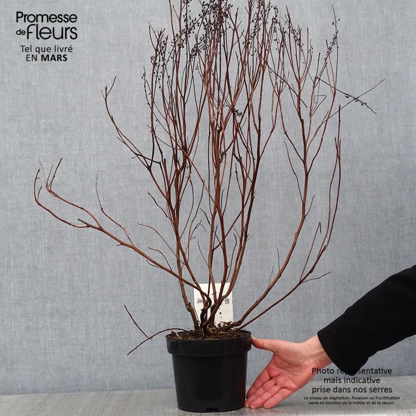 Example of Clethra alnifolia Vanilla Spice - Clèthre à feuilles d'Aulne Pot van 2 l/3 l as you get in hiver