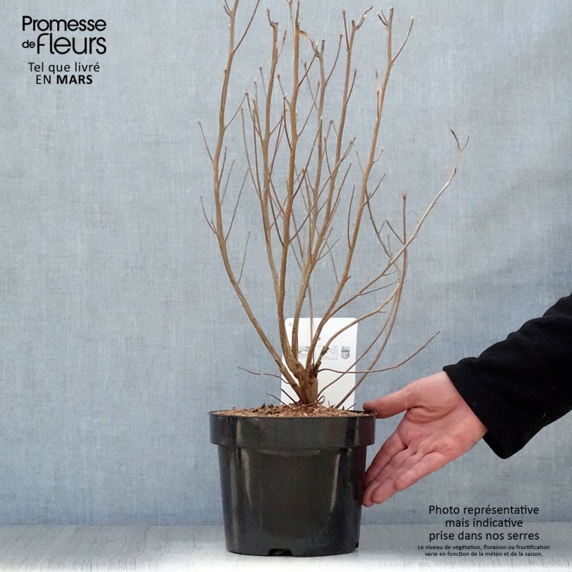 Exemplaar van Clethra alnifolia Vanilla Spice - Schijnels Pot van 2 l/3 l zoals geleverd in de lente