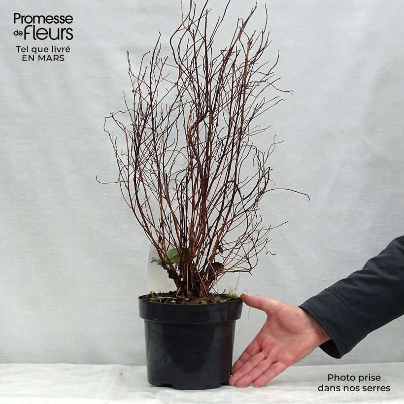 Exemplaar van Clethra barbinervis - Schijnels Pot van 3 l/4 l zoals geleverd in de lente