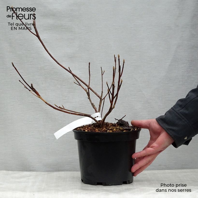 Exemplaar van Clethra barbinervis Great Star - Schijnels Pot van 4 l/5 l zoals geleverd in de lente