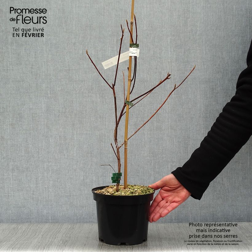 Example of Clethra barbinervis Great Star Pot van 4 l/5 l as you get in hiver