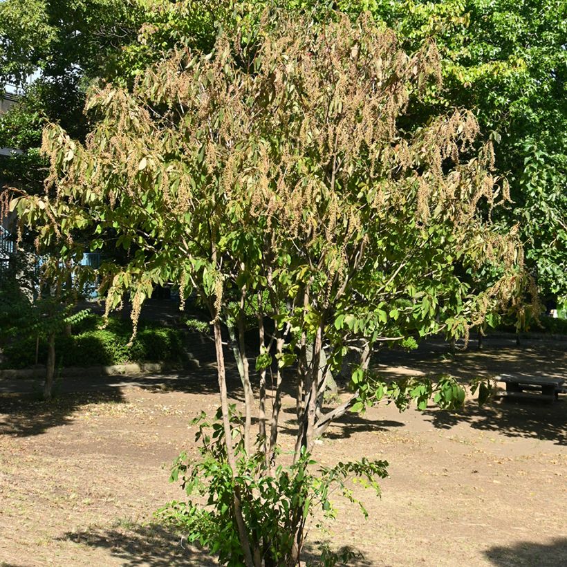 Clethra barbinervis - Schijnels (Groeiplaats)