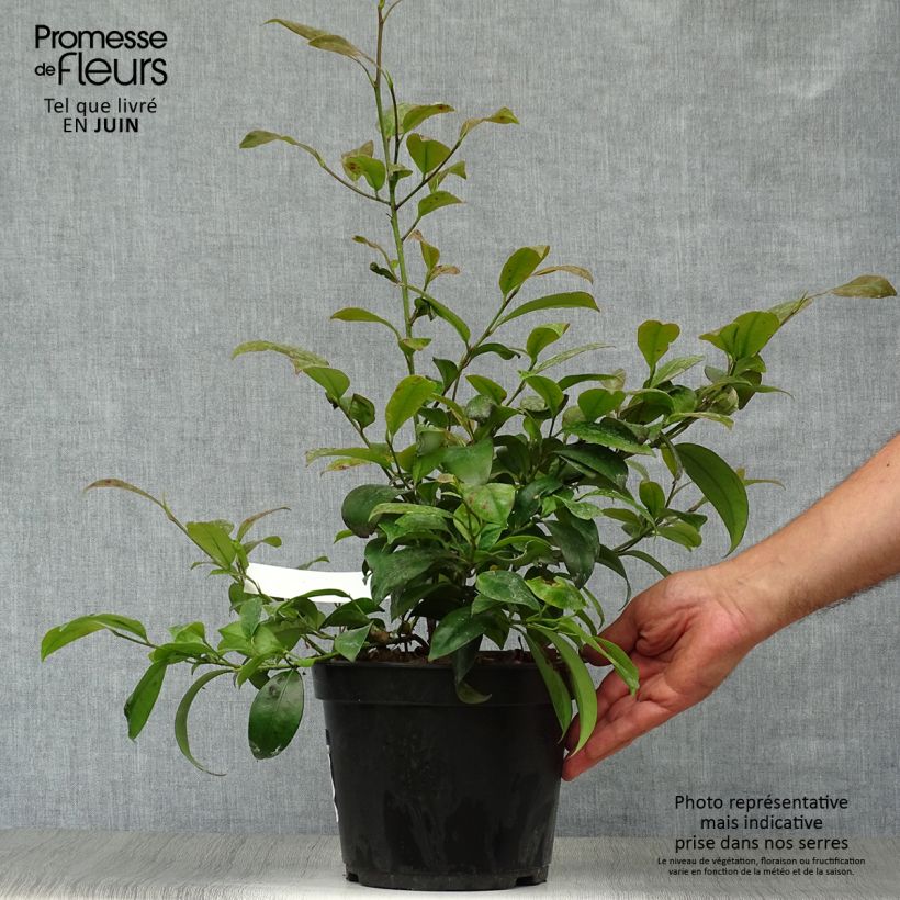 Exemplaar van Cleyera japonica - Sakaki Pot van 4 l/5 l zoals geleverd in de zomer
