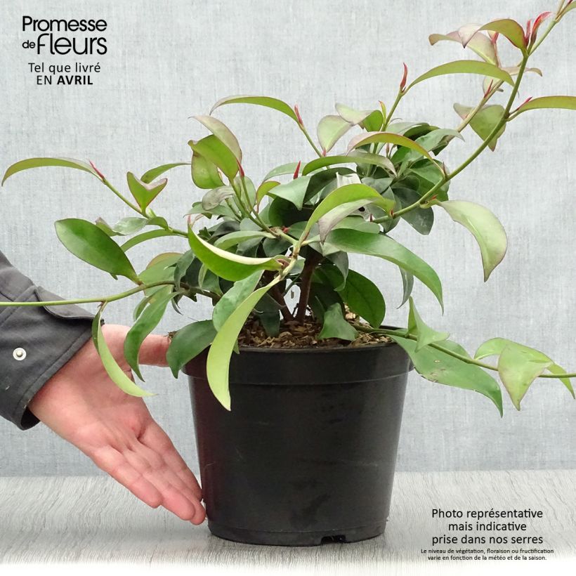 Exemplaar van Cleyera japonica - Sakaki Pot van 4 l/5 l zoals geleverd in de lente