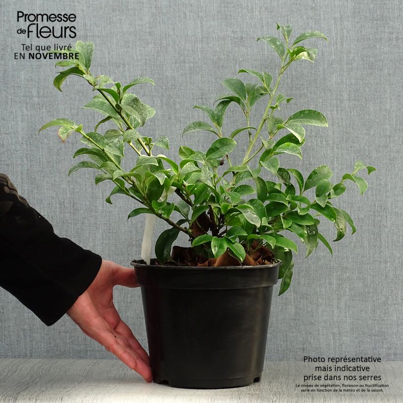 Exemplaar van Cleyera japonica - Sakaki Pot van 4 l/5 l zoals geleverd in de herfst