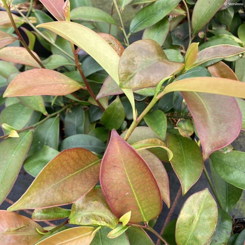 Cleyera japonica - Sakaki (Blad)