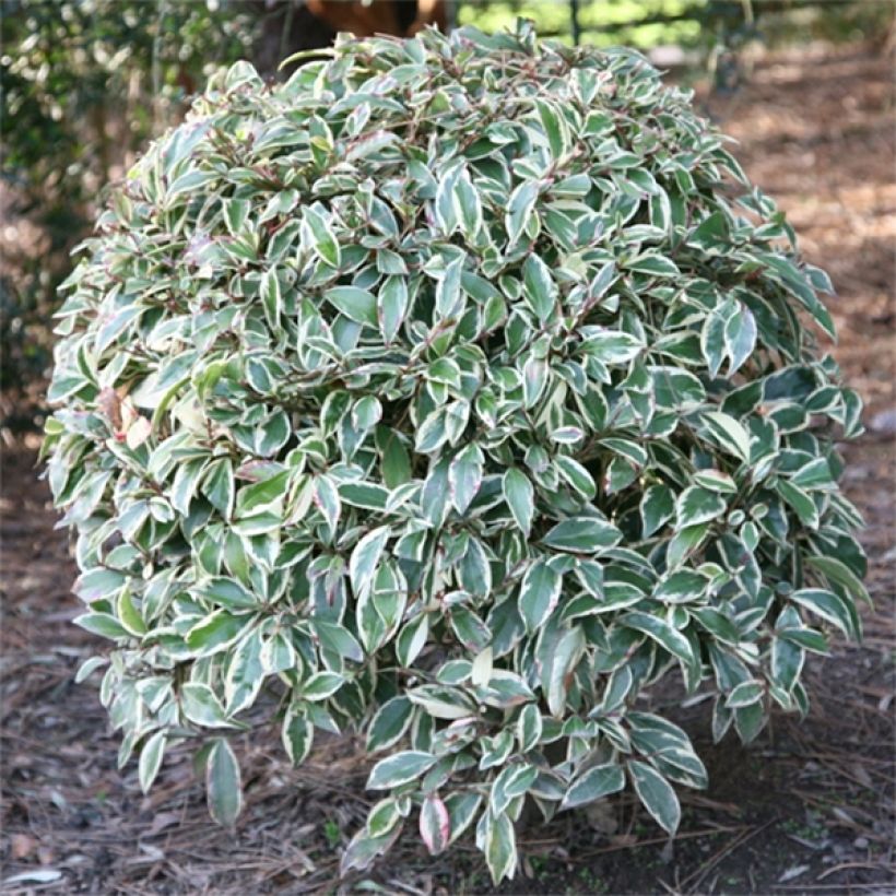Cleyera japonica Variegata - Sakaki (Plant habit)