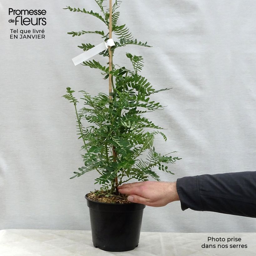 Example of Clianthus puniceus Flamingo - Pince de Homard Pot van 3 l/4 l as you get in hiver