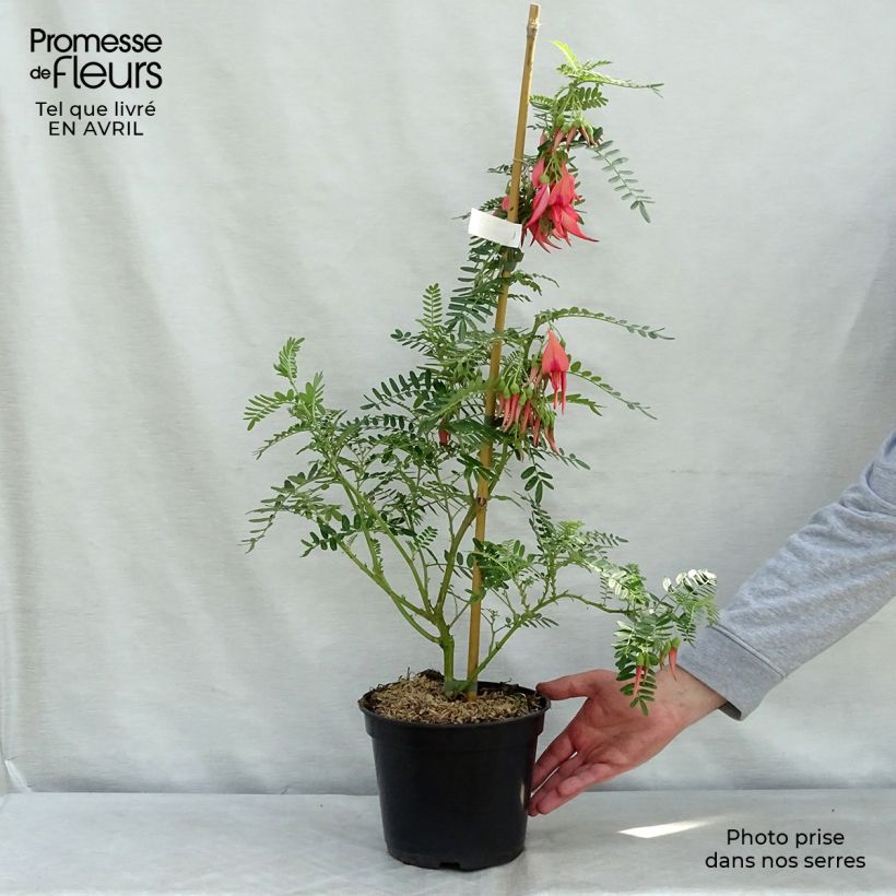 Exemplaar van Clianthus puniceus Flamingo - Papegaaiensnavel Pot van 3 l/4 l zoals geleverd in de lente