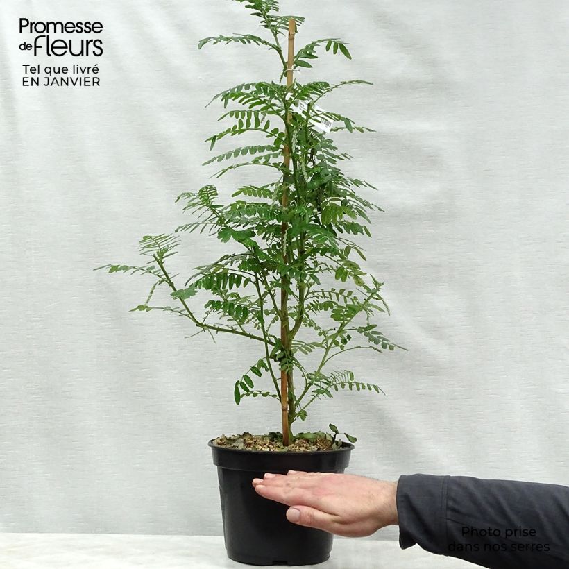 Example of Clianthus puniceus Kaka King - Pince de Homard Pot van 4 l/5 l as you get in hiver