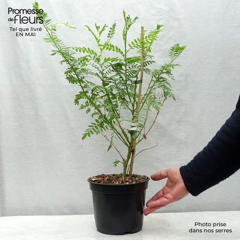 Exemplaar van Clianthus puniceus Kaka King - Pince de Homard Pot van 4 l/5 l zoals geleverd in de lente