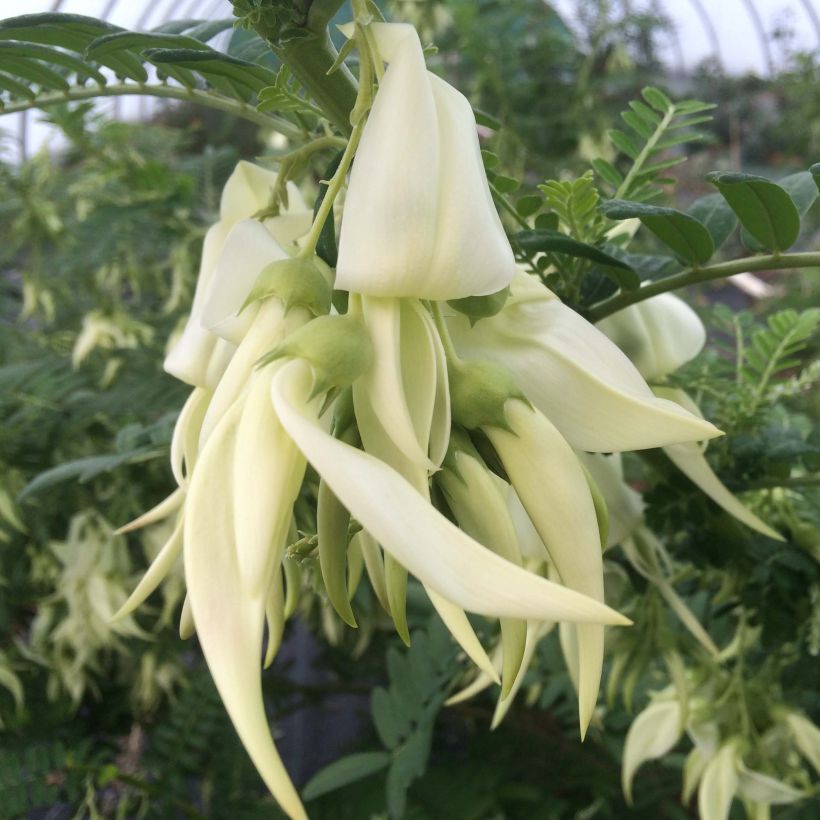 Clianthus puniceus White Heron - Papegaaiensnavel (Flowering)