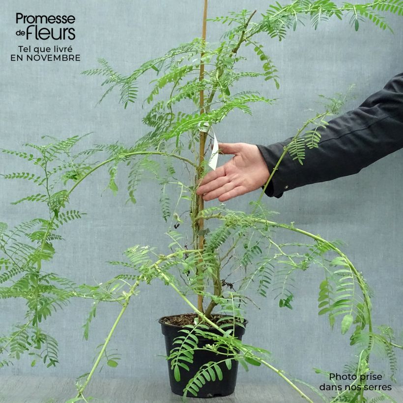 Exemplaar van Clianthus puniceus White Heron - Papegaaiensnavel Pot van 3 l/4 l zoals geleverd in de herfst
