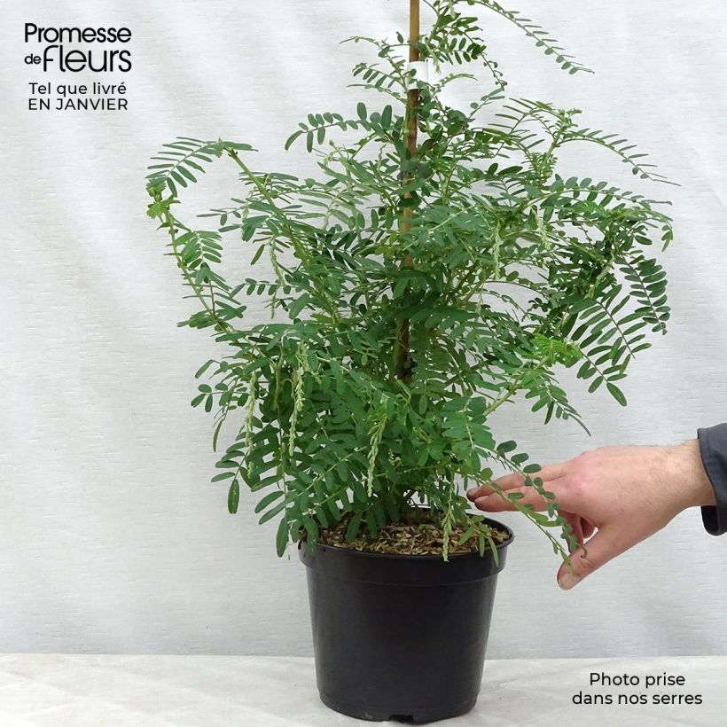 Example of Clianthus puniceus White Heron - Pince de Homard Pot van 3 l/4 l as you get in hiver