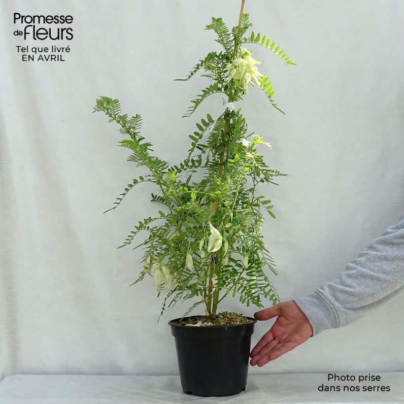 Exemplaar van Clianthus puniceus White Heron - Papegaaiensnavel Pot van 3 l/4 l zoals geleverd in de lente