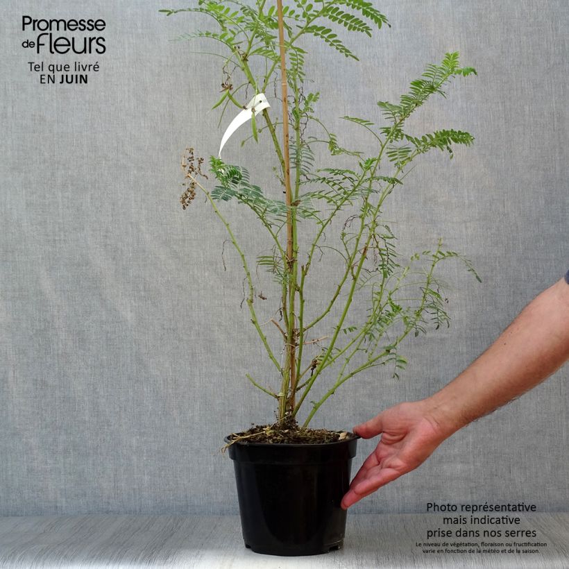 Exemplaar van Clianthus puniceus White Heron - Papegaaiensnavel Pot van 3 l/4 l zoals geleverd in de zomer