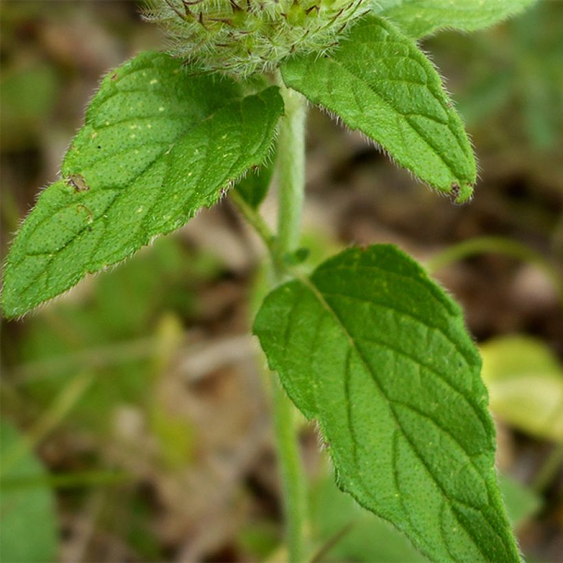 Clinopodium vulgare - Borstelkrans (Foliage)