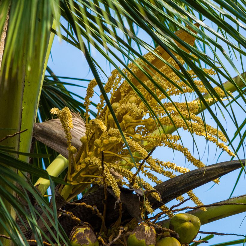 Cocos nucifera - Kokospalm (Bloei)