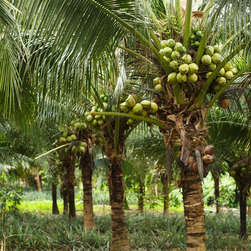 Cocos nucifera - Kokospalm (Groeiplaats)