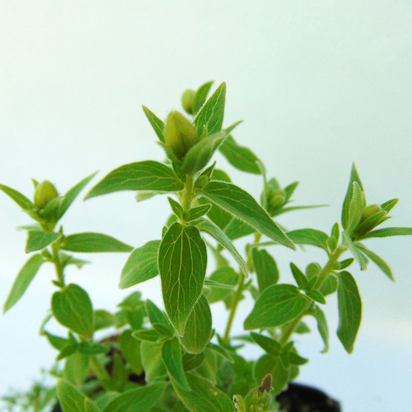 Codonopsis clematidea (Blad)