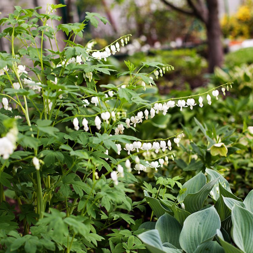 Dicentra spectabilis Alba - Gebroken hartje (Groeiplaats)