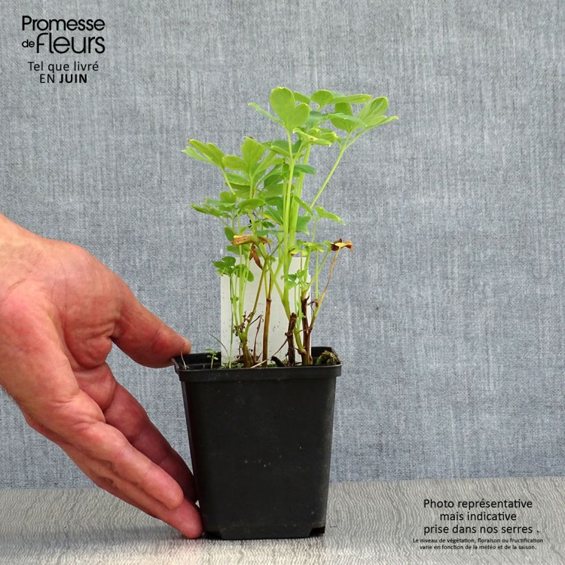 Exemplaar van Dicentra spectabilis Alba - Gebroken hartje Kweekpotje van 8/9 cm zoals geleverd in de zomer