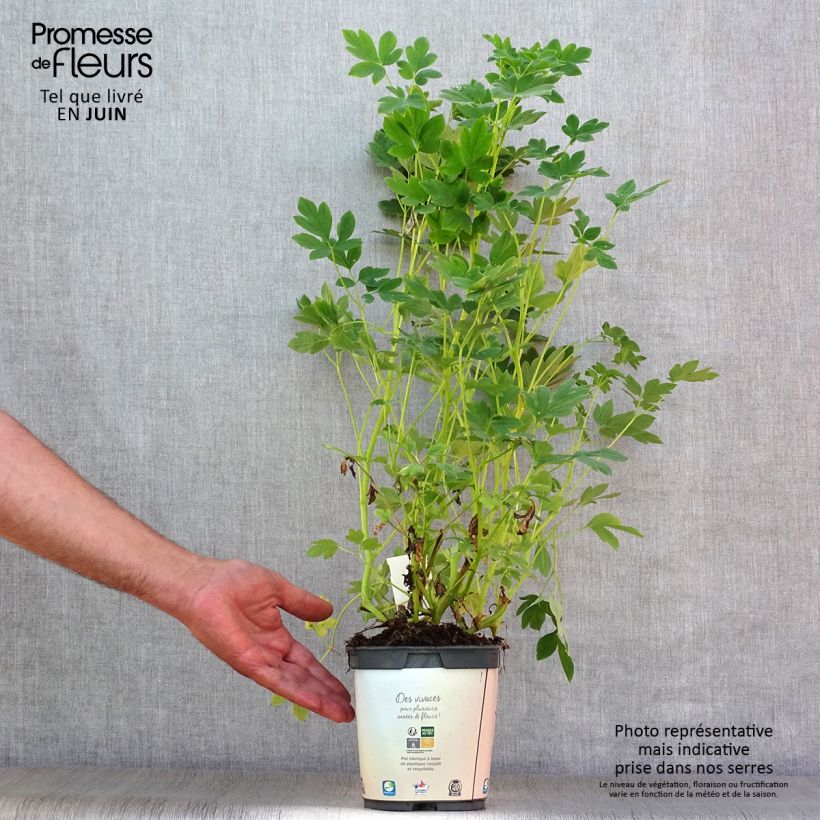 Exemplaar van Dicentra spectabilis Alba - Gebroken hartje Pot van 2 l/3 l zoals geleverd in de zomer
