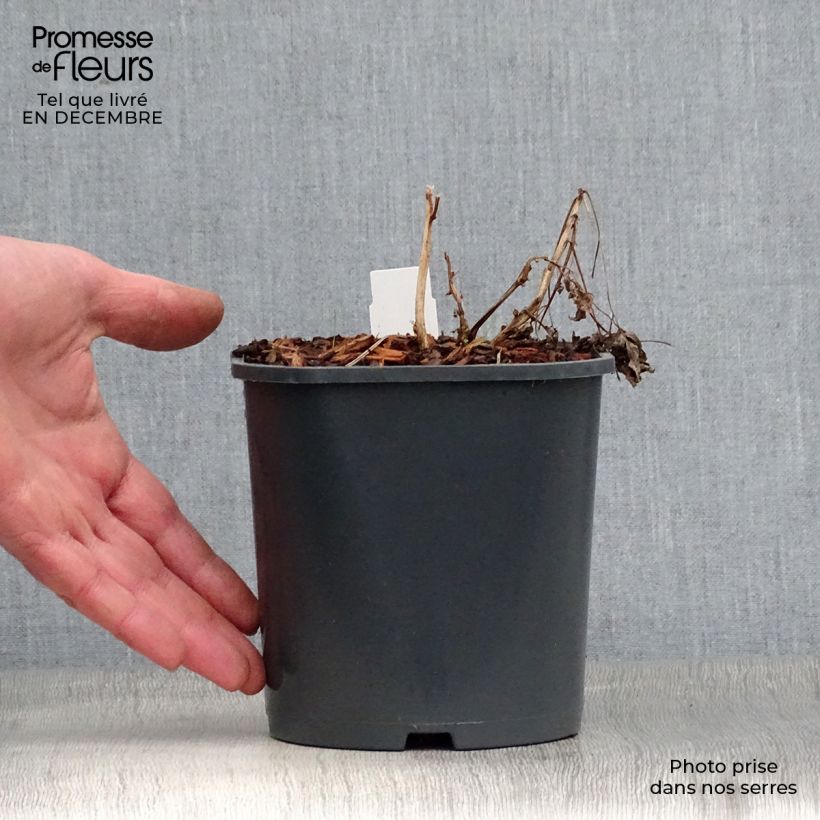 Example of Dicentra spectabilis Alba - Gebroken hartje Pot van 2 l/3 l as you get in hiver