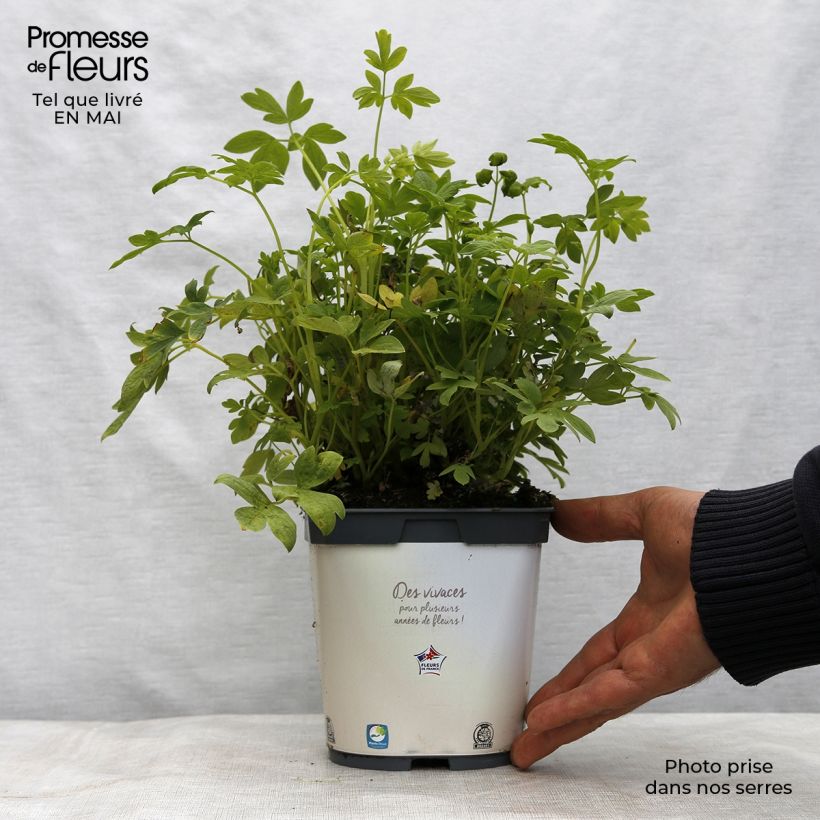 Exemplaar van Dicentra spectabilis Alba - Gebroken hartje Pot van 2 l/3 l zoals geleverd in de lente