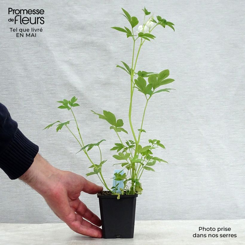 Exemplaar van Dicentra spectabilis Alba - Gebroken hartje Kweekpotje van 8/9 cm zoals geleverd in de lente