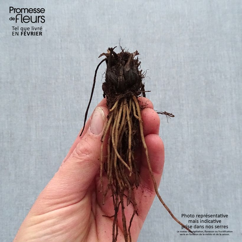 Example of Coeur de Marie - Dicentra Candy Hearts Naakte wortel as you get in hiver