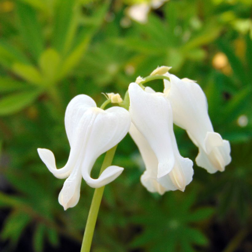 Dicentra Ivory Hearts - Gebroken hartje (Bloei)