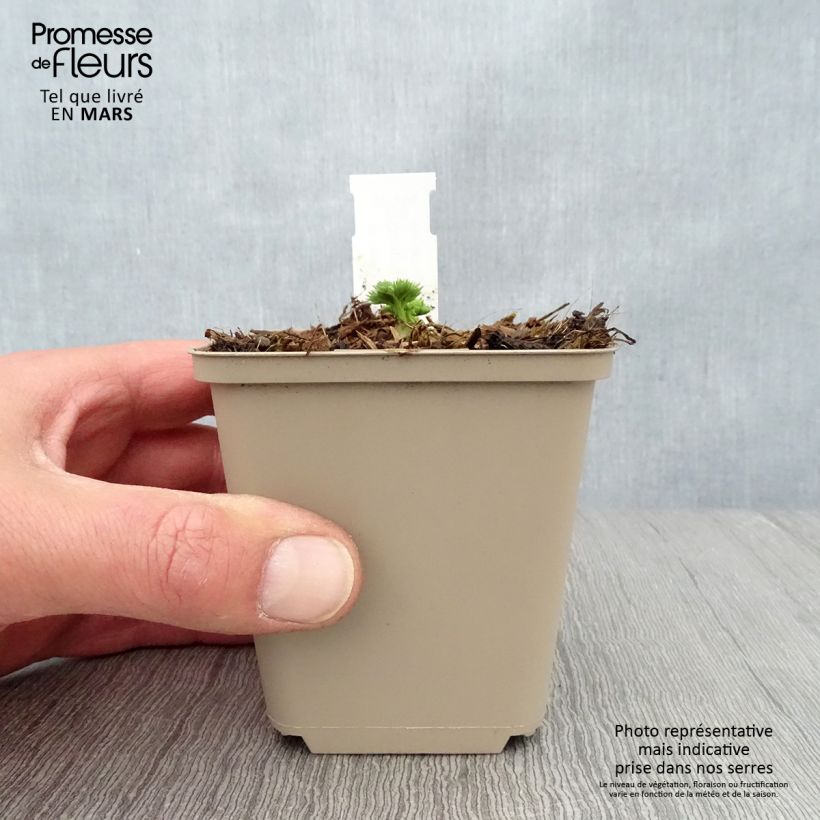 Exemplaar van Dicentra Ivory Hearts - Gebroken hartje Kweekpotje van 8/9 cm zoals geleverd in de lente