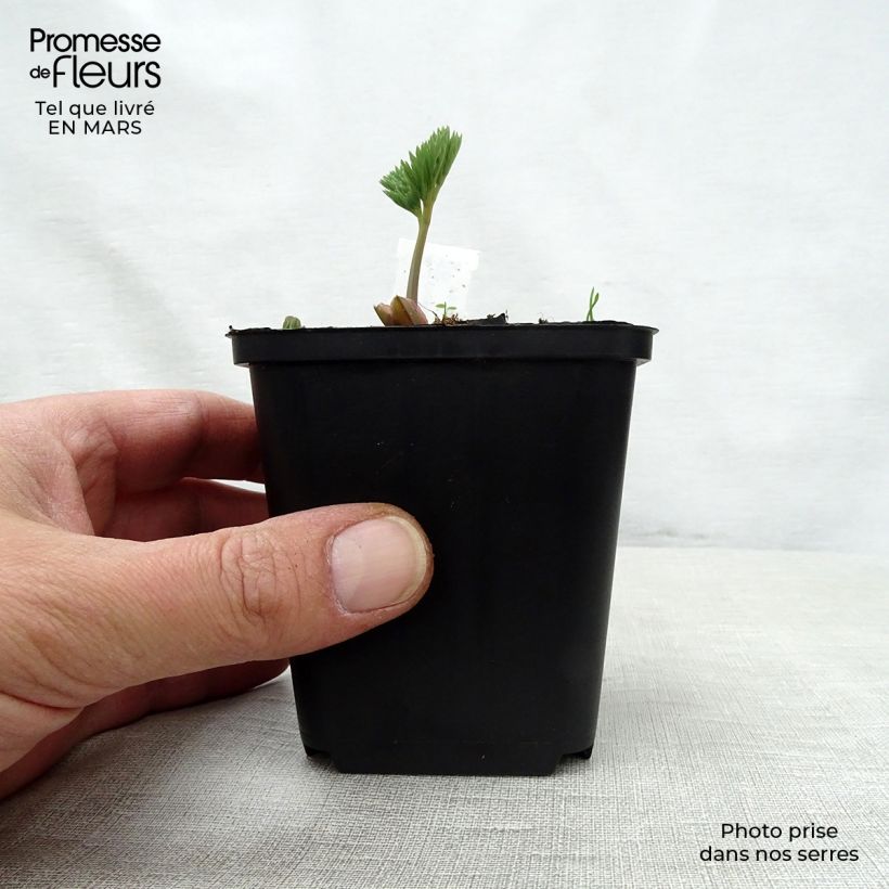 Exemplaar van Dicentra eximia Stuart Boothman - Gebroken hartje Kweekpotje van 8/9 cm zoals geleverd in de lente