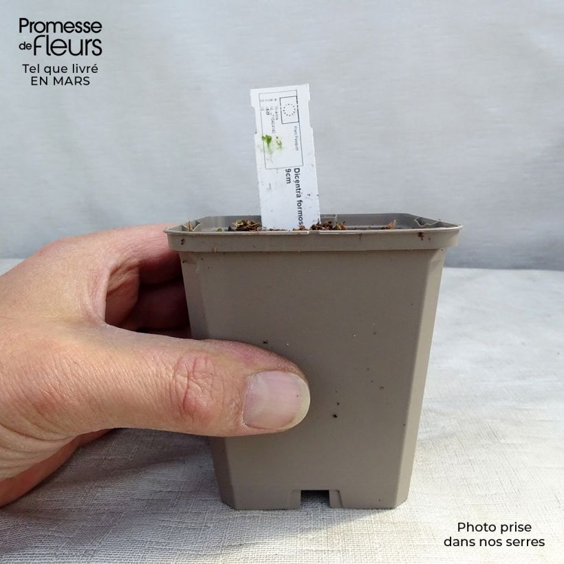 Exemplaar van Dicentra formosa Aurora - Gebroken hartje Kweekpotje van 8/9 cm zoals geleverd in de lente