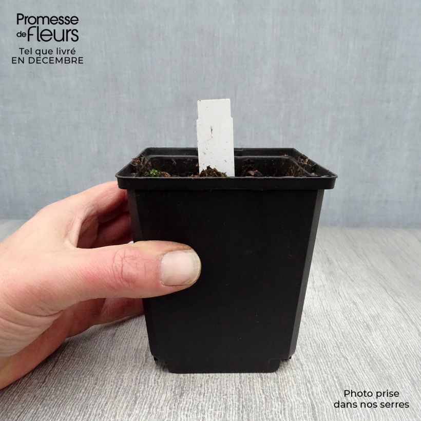 Example of Coeur de Marie - Dicentra spectabilis White Gold Kweekpotje van 8/9 cm as you get in hiver