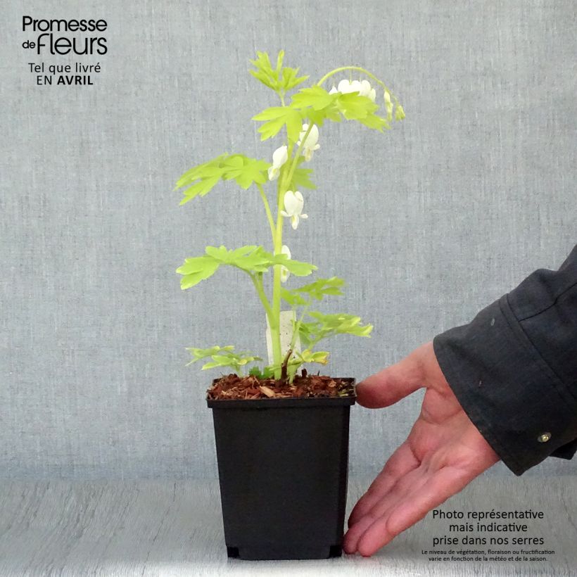 Exemplaar van Dicentra spectabilis White Gold - Gebroken hartje Kweekpotje van 8/9 cm zoals geleverd in de lente