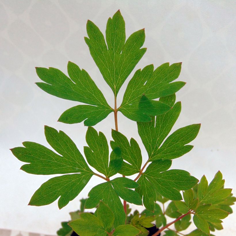 Dicentra spectabilis Roze - Gebroken hartje (Foliage)