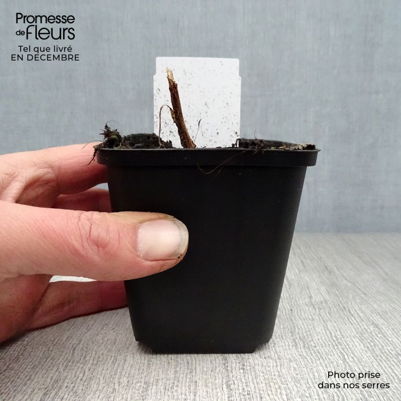 Example of Dicentra spectabilis Roze - Gebroken hartje Kweekpotje van 8/9 cm as you get in hiver