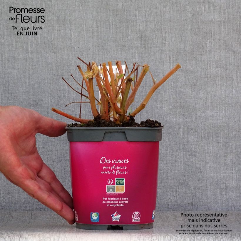 Exemplaar van Dicentra spectabilis Roze - Gebroken hartje Pot van 2 l/3 l zoals geleverd in de zomer
