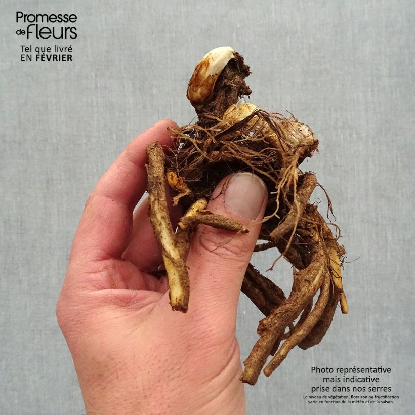 Example of Dicentra spectabilis Roze - Gebroken hartje Naakte wortel as you get in hiver