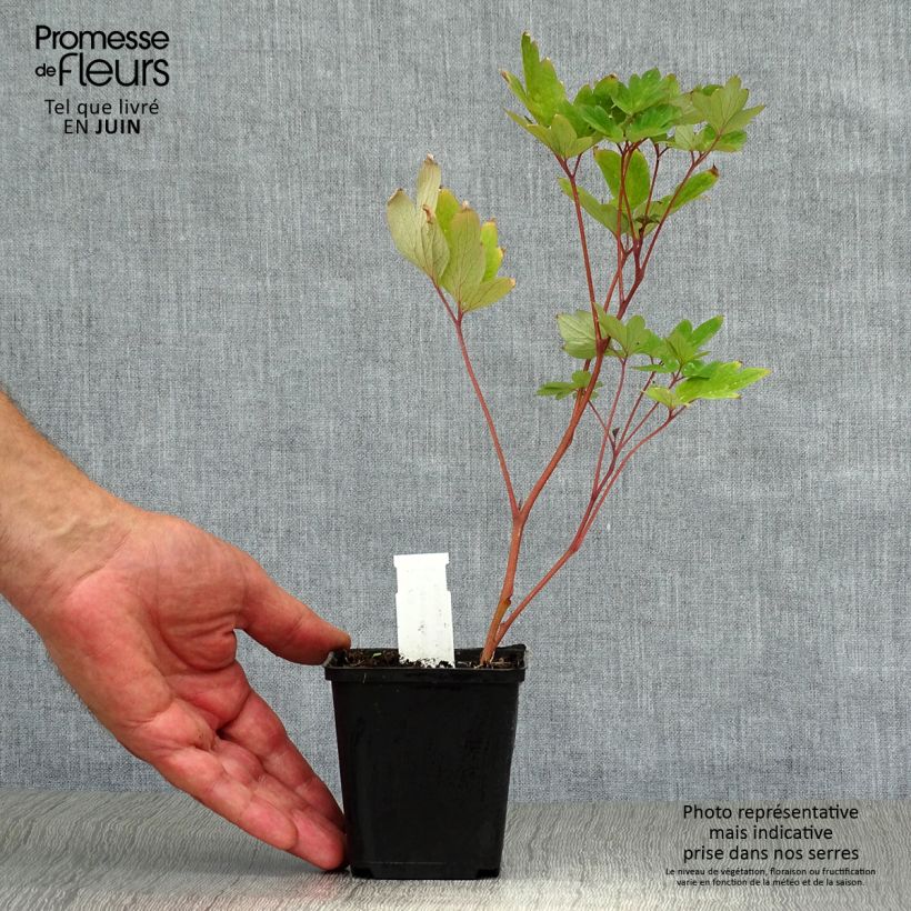 Exemplaar van Dicentra spectabilis Valentine - Gebroken hartje Kweekpotje van 7/8 cm zoals geleverd in de zomer