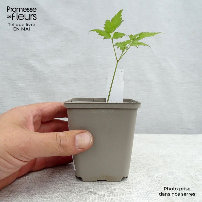 Exemplaar van Dicentra spectabilis Valentine - Gebroken hartje Kweekpotje van 7/8 cm zoals geleverd in de lente