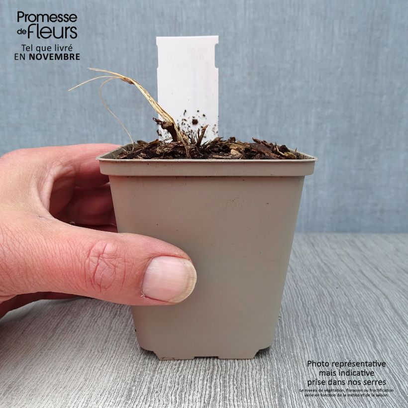 Exemplaar van Dicentra spectabilis Goldheart - Gebroken hartje Pot van 10 cm/11 cm zoals geleverd in de herfst